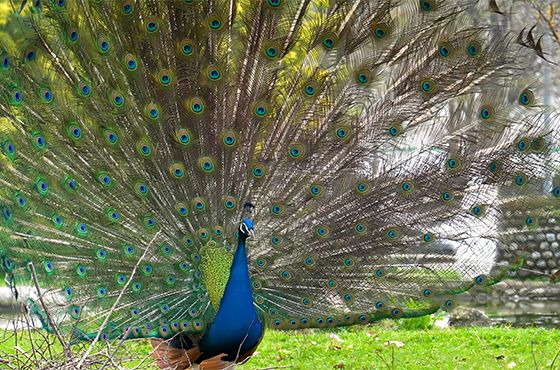 The peacock