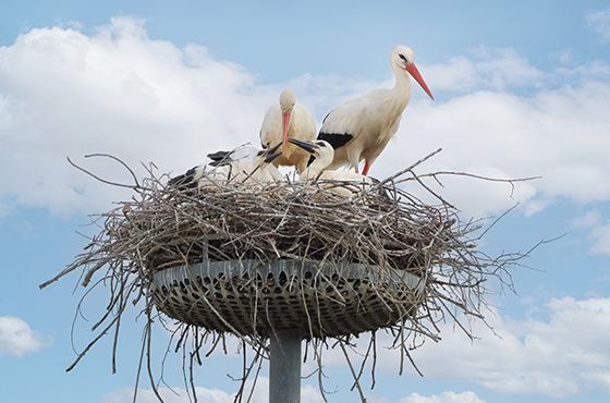 Storks in the RAASM Oasis-Park